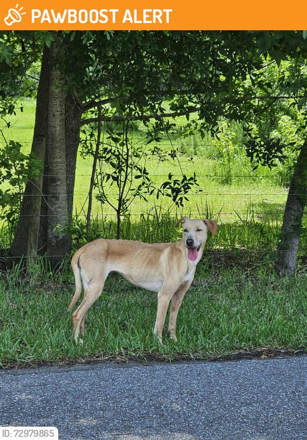 Found/Stray Female Dog last seen Peeples and Knights Griffin, Knights Community Club, FL 33565
