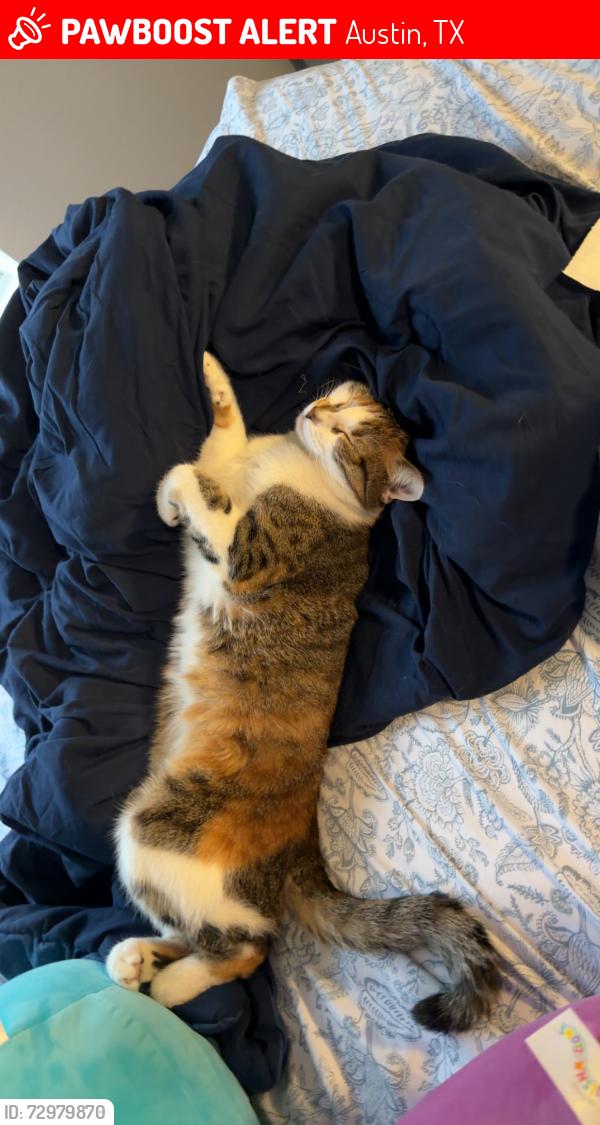 Lost Female Cat last seen Decker Prairie DR and Archdale near Mary Moore, Austin, TX 78748