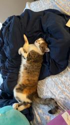 Lost Female Cat last seen Decker Prairie DR and Archdale near Mary Moore, Austin, TX 78748