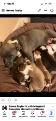 Lost Female Dog last seen hse , McConnells, SC 29726
