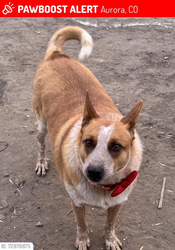 Lost Male Dog last seen Martin luther king and peoria  , Aurora, CO 80239