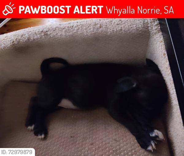 Lost Male Dog last seen Jenkins Avenue Whyalla Norrie sa, Whyalla Norrie, SA 5608