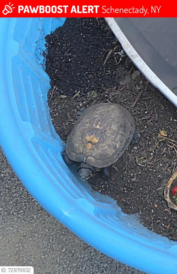 Lost Unknown Reptile last seen altamont ave, Schenectady, NY 12303