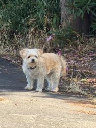Found/Stray Unknown Dog last seen Norwegian ave, Modesto, CA 95350