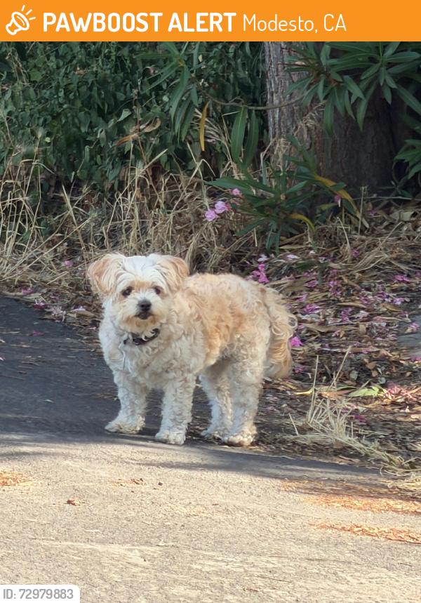 Found/Stray Unknown Dog last seen Norwegian ave, Modesto, CA 95350