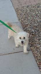 Reunited Male Dog last seen Near Gunderson middle school , Las Vegas, NV 89178