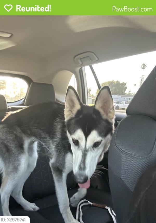 Reunited Female Dog last seen E Mason St & S Pasadena Ave, Azusa, CA 91702, USA, Azusa, CA 91702