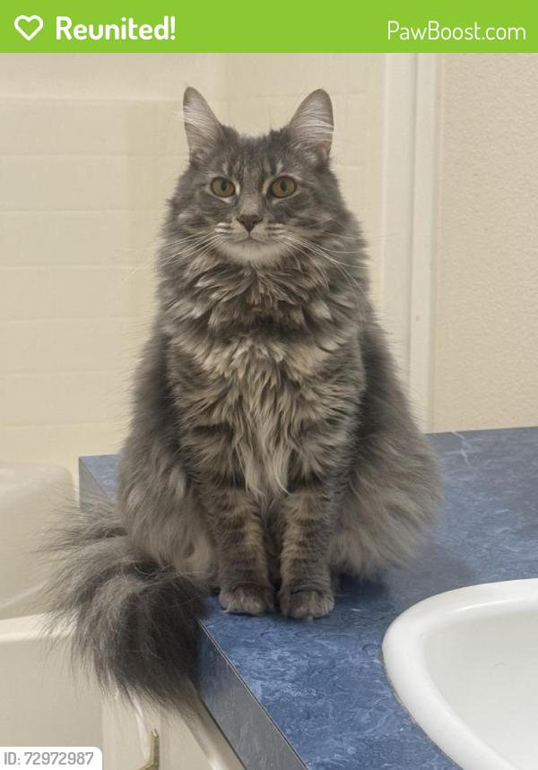 Reunited Female Cat last seen Near Evan Wy, Central Point, OR 97502, USA, Central Point, OR 97502