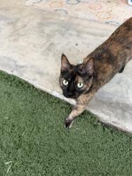 Found/Stray Female Cat last seen Glenmere Rd, Vista, CA 92084