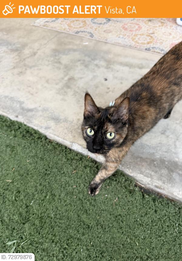 Found/Stray Female Cat last seen Glenmere Rd, Vista, CA 92084