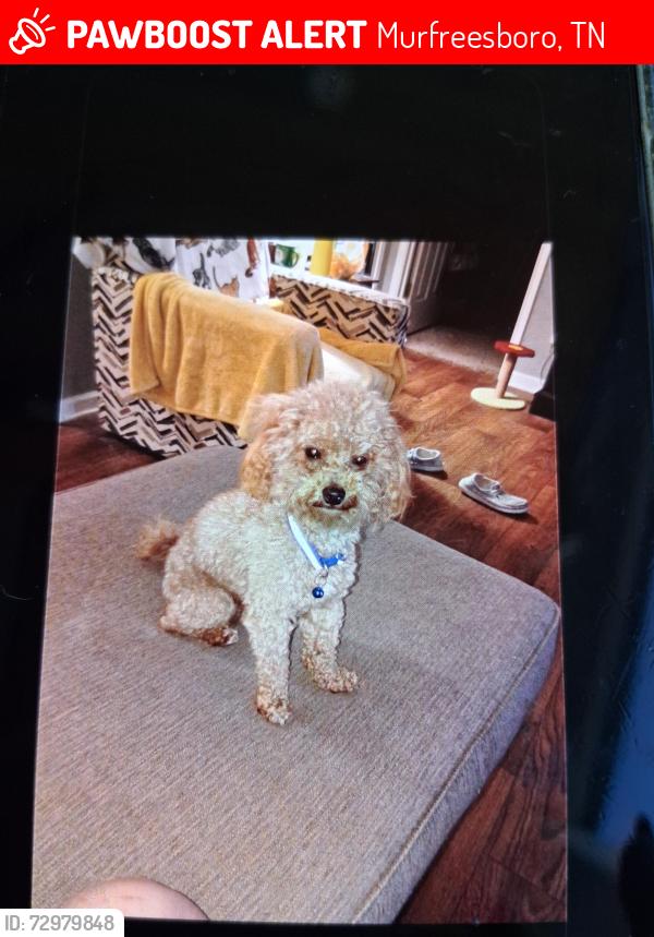 Lost Male Dog last seen Lasscassas blv wellington place Garrison Cove Belle Aire Baptist Church, Murfreesboro, TN 37130