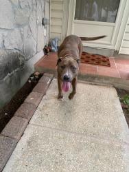 Reunited Male Dog last seen Stonewood, Villa Camino road, San Antonio, TX 78233