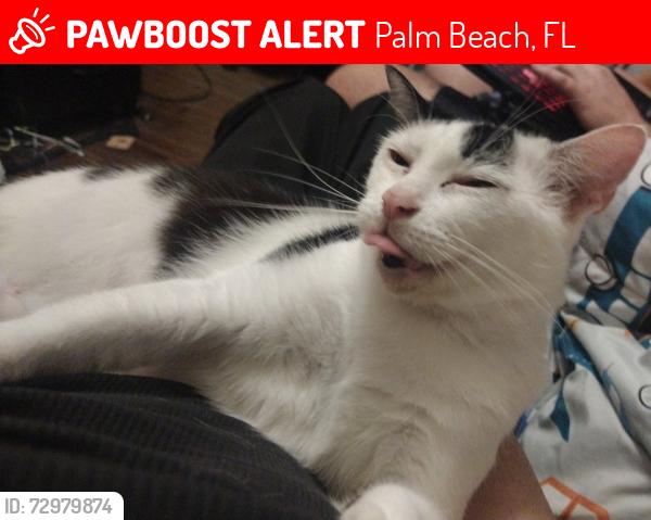 Lost Female Cat last seen 58th, street and spruce, Palm Beach, FL 33480