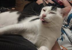 Lost Female Cat last seen 58th, street and spruce, Palm Beach, FL 33480