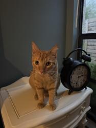 Lost Male Cat last seen Indoors at home, Winter Springs, FL 32708