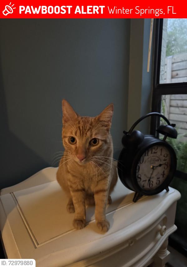 Lost Male Cat last seen Indoors at home, Winter Springs, FL 32708