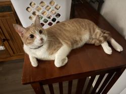 Reunited Male Cat last seen Near E Barham Dr, San Marcos, CA 92078, USA, San Marcos, CA 92078