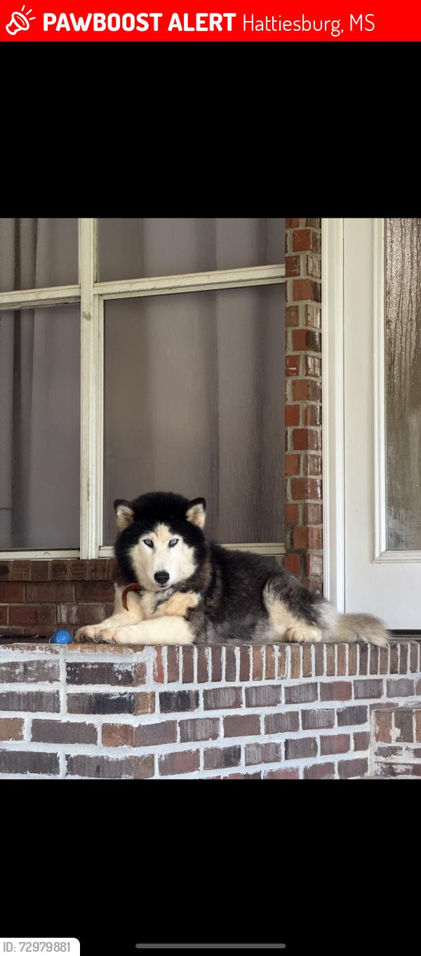 Lost Female Dog last seen Newks’s catfish, Hattiesburg, MS 39401