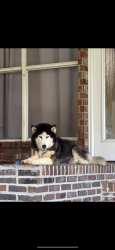 Lost Female Dog last seen Newks’s catfish, Hattiesburg, MS 39401