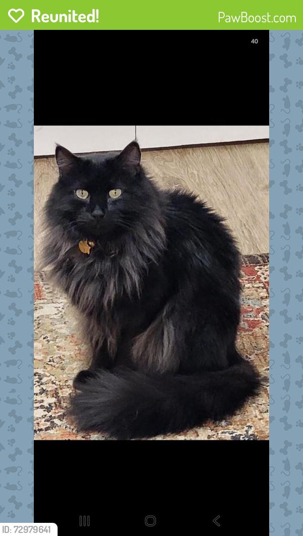 Reunited Male Cat last seen Adobe & ana intersection , Great Falls, MT 59404