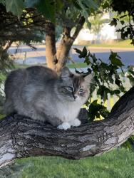 Lost Female Cat last seen Woodscross, North Salt Lake, UT 84054