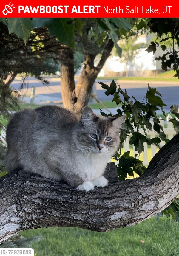 Lost Female Cat last seen Woodscross, North Salt Lake, UT 84054