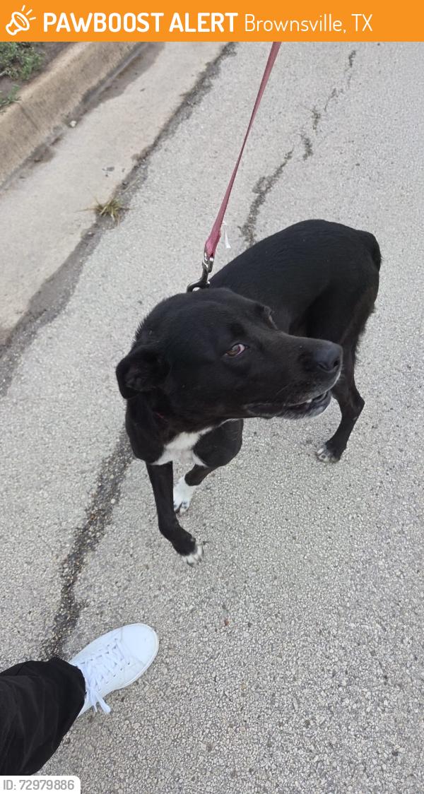 Found/Stray Female Dog last seen Stagecoach and Dennet, Brownsville, TX 78526