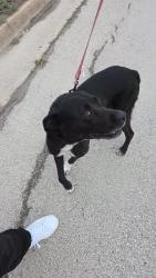 Found/Stray Female Dog last seen Stagecoach and Dennet, Brownsville, TX 78526