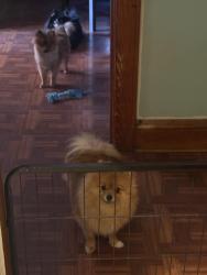 Lost Female Dog last seen Mitc and burnham park, Milwaukee, WI 53215