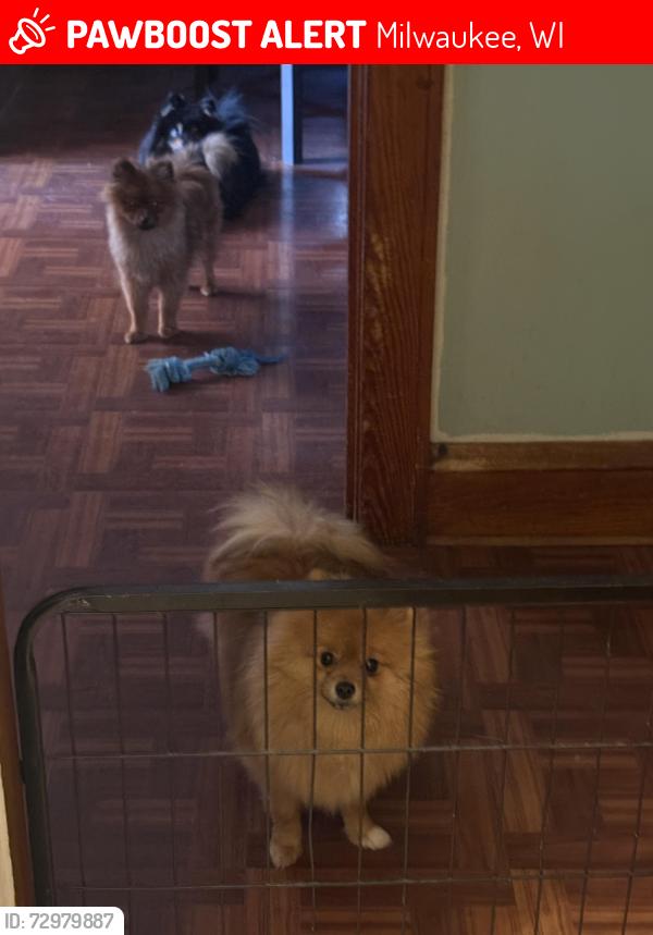 Lost Female Dog last seen Mitc and burnham park, Milwaukee, WI 53215