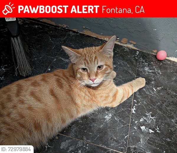 Lost Male Cat last seen Orange & mango, Fontana, CA 92336