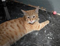 Lost Male Cat last seen Orange & mango, Fontana, CA 92336