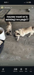 Reunited Male Dog last seen Valley, Fontana, CA 92335