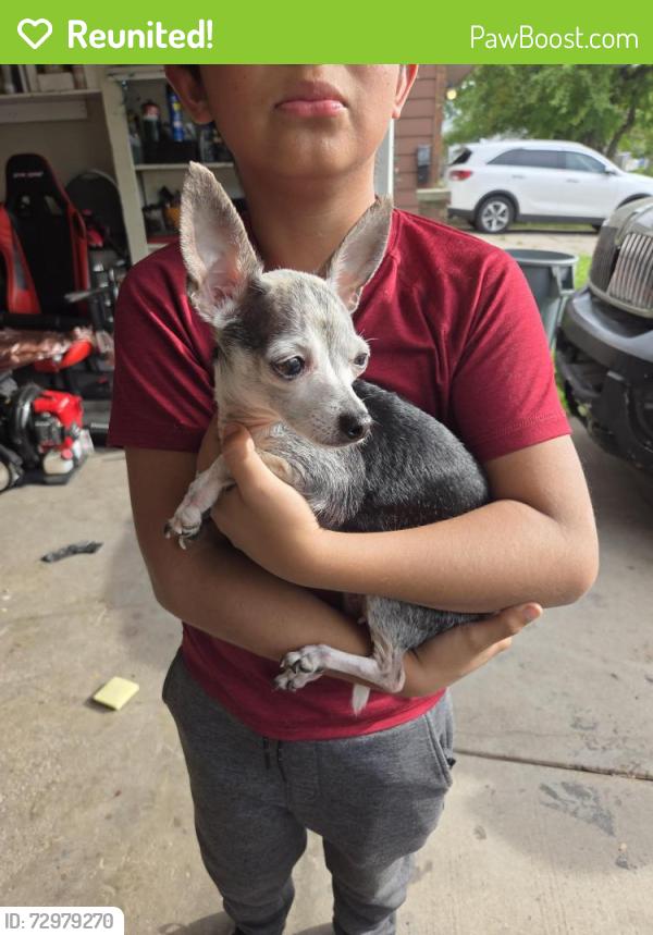 Reunited Female Dog last seen Victoria st and Mason Way, Green Bay, WI 54302