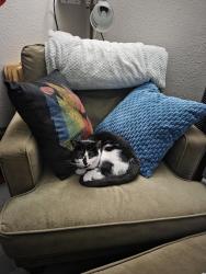 Lost Female Cat last seen Evanston st, Independence, MO 64052