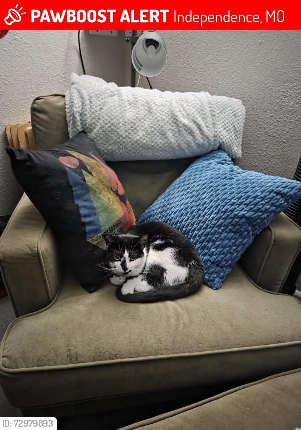Lost Female Cat last seen Evanston st, Independence, MO 64052