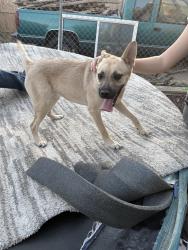 Found/Stray Male Dog last seen Third st, Hesperia, CA 92345