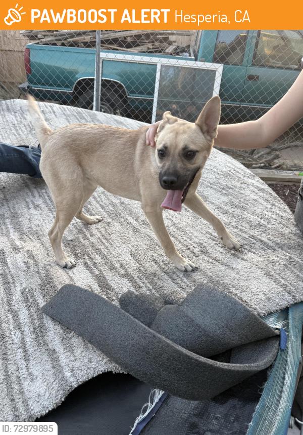 Found/Stray Male Dog last seen Third st, Hesperia, CA 92345
