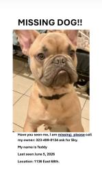 Lost Male Dog last seen Hopper, Los Angeles, CA 90001