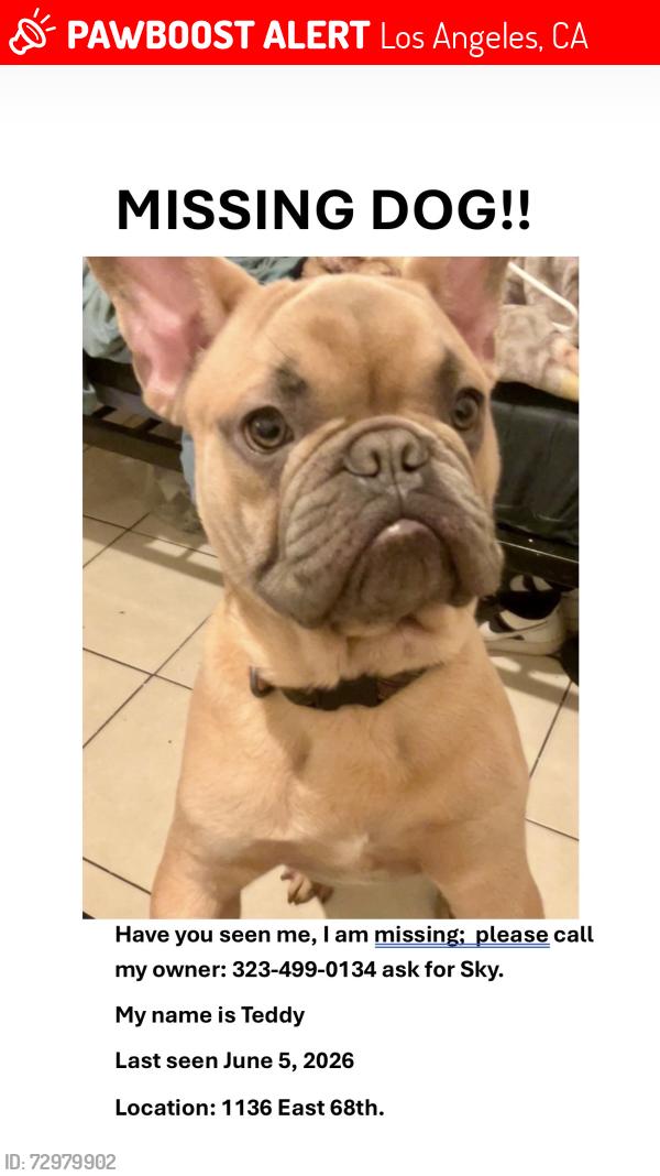 Lost Male Dog last seen Hopper, Los Angeles, CA 90001