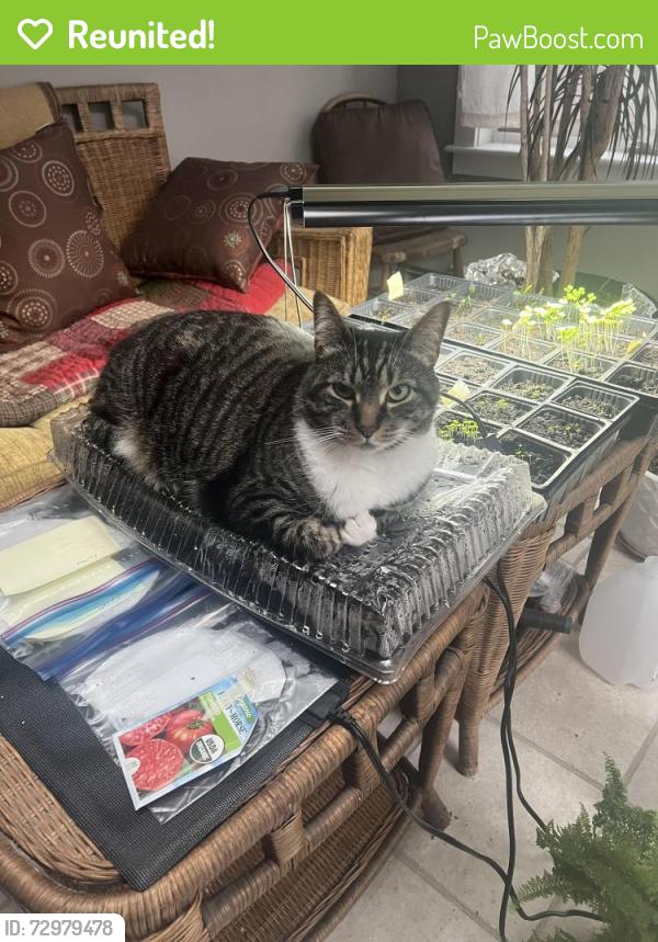 Reunited Male Cat last seen Near Allen’s Drive Grantham nh , Grantham, NH 03753