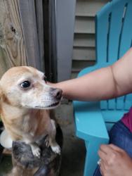 Reunited Male Dog last seen Komensky, Chicago, IL 60629