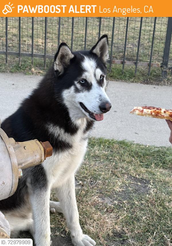 Found/Stray Male Dog last seen 103tth and Avalon, Los Angeles, CA 90002