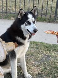 Found/Stray Male Dog last seen 103tth and Avalon, Los Angeles, CA 90002