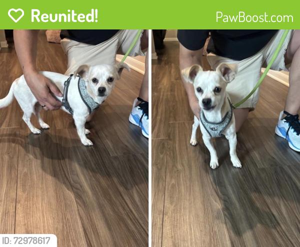 Reunited Male Dog last seen Near TX-105, Cut and Shoot, TX 77306, USA, Cut and Shoot, TX 77306