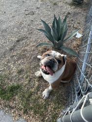 Found/Stray Male Dog last seen June Street and June pl , Muscoy, CA 92407
