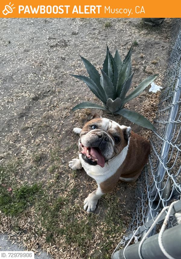 Found/Stray Male Dog last seen June Street and June pl , Muscoy, CA 92407