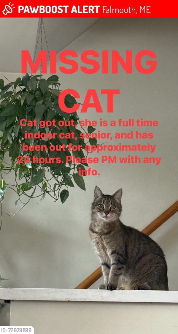 Lost Female Cat last seen Falmouth hannaford, Falmouth, ME 04105