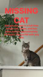 Lost Female Cat last seen Falmouth hannaford, Falmouth, ME 04105