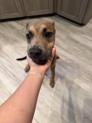 Found/Stray Male Dog last seen Near Fubar Pizza, Fort Walton Beach, FL 32549